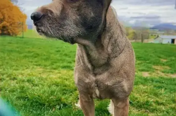 Lost Dog Torry: Help Find Our Furry Friend!