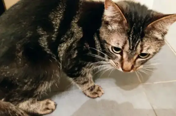 Animaux trouvés Landivisiau, photo: Chat mâle trouvé Passage Surcouf