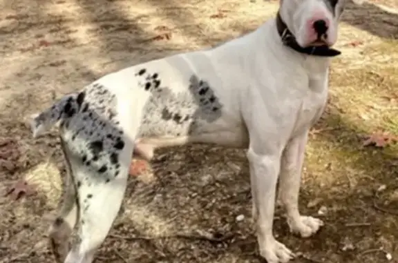 Lost Dog: Help Find Silas Near Ozone Falls