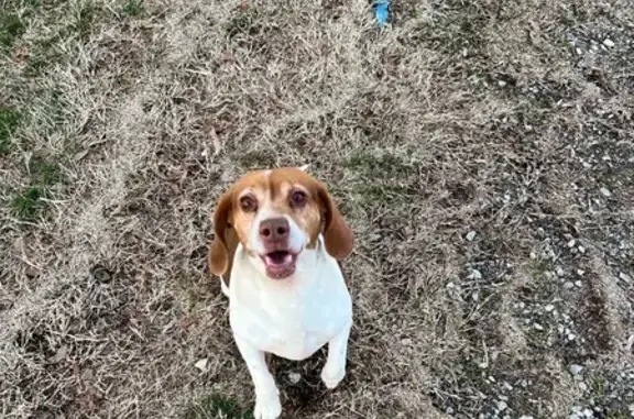 Lost Beagle: Brown & White, Athens Area