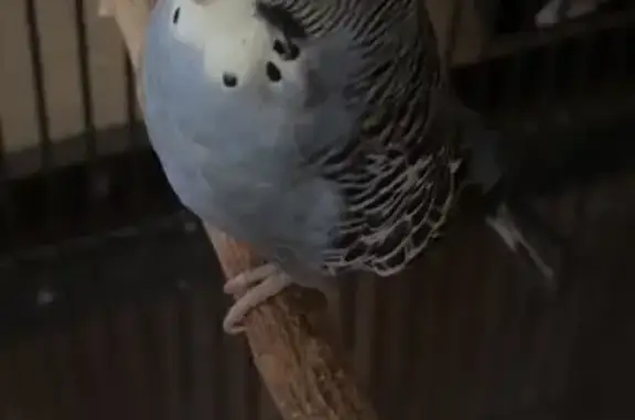 Lost Blue Bird: Call If Spotted on Richmond