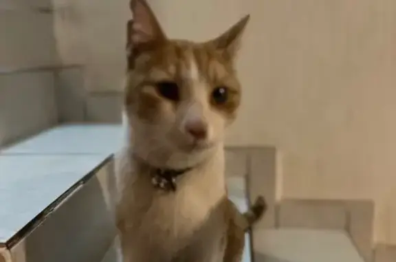 Gato Dócil con Collar Camuflaj...