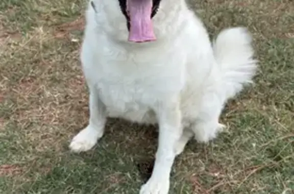 Lost Dog Ginger: Call, Don't Chase!