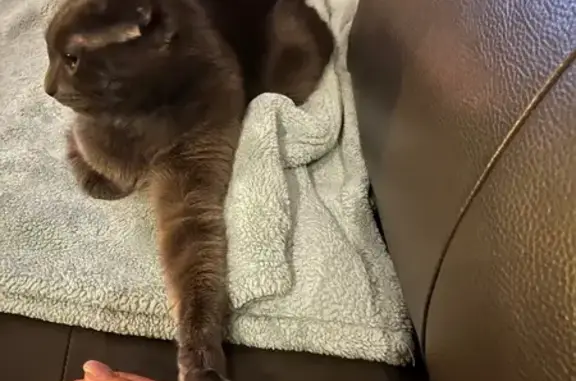 Lost Grey Cat with Short Tail in Toronto