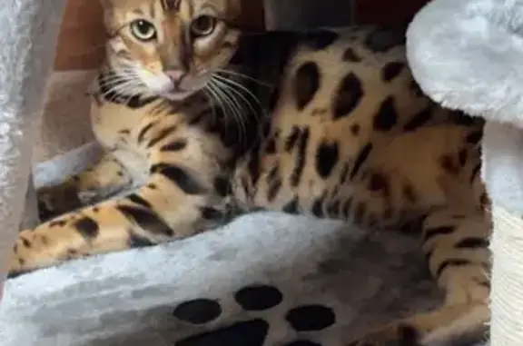 Lost Bengal Cat Loki in Salem Lakes