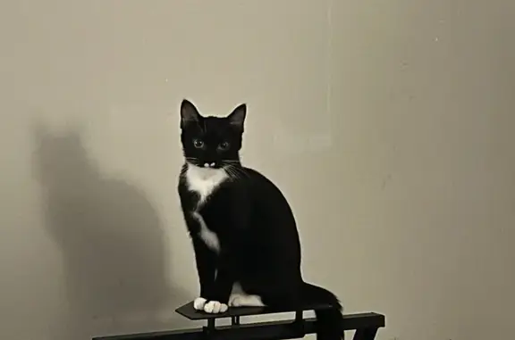 Lost Cat: Black & White, Milk Mustache