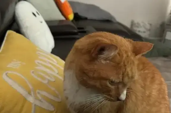 Lost Cat: White Patch on Nose, Arnold