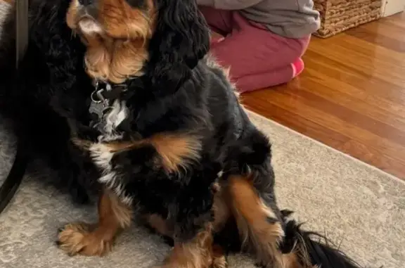 Help Find Rex: Lost Cavalier in New Haven