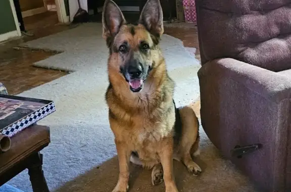 Lost Scared Dog on Riverhead Ave