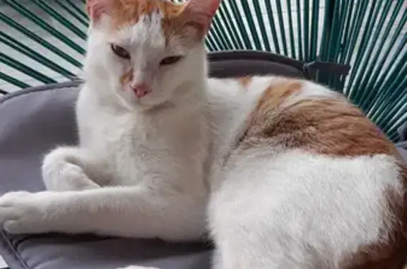 Chat roux et blanc perdu à Chaniers - photo