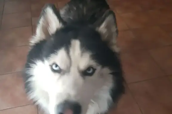 Found: Friendly Fluffy with Blue Eyes in Phoenix