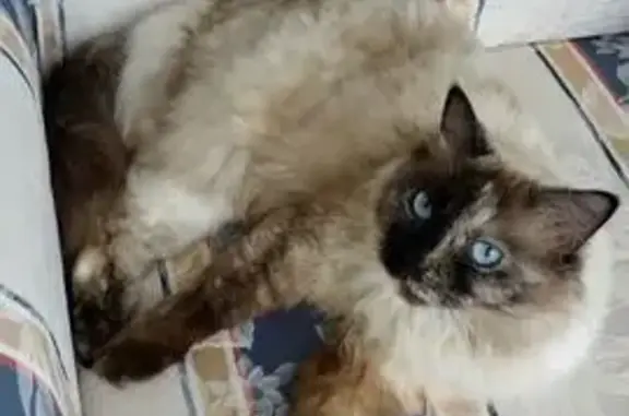 Lost Siamese Cat - Help Us Find Her!