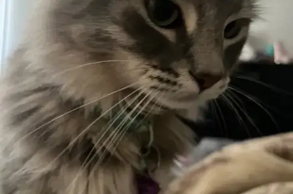 Lost Grey & White Tabby on Merridy St