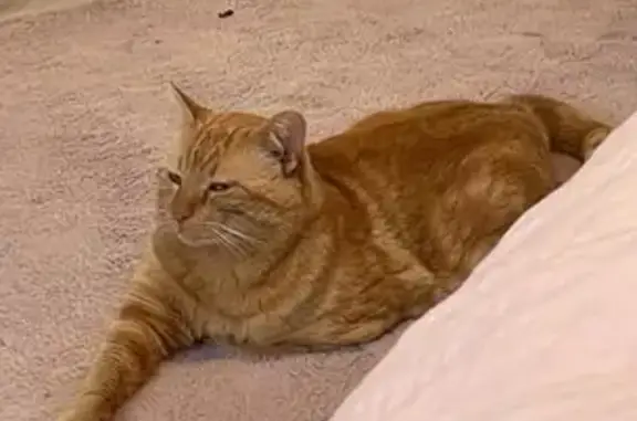 Chat perdu, Joué-lès-Tours, photo: Chat roux perdu, très câlin, rue André Gide