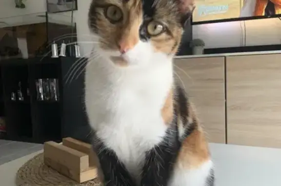 Animaux perdus Écrouves, photo: Chat perdu sans queue, Écrouves