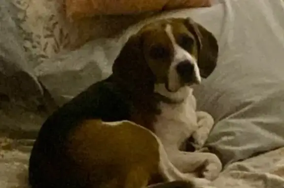 Beagle perdido en Sevilla: responde a 
