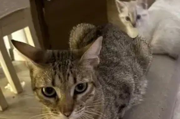 Gata Atigrada Perdida en Celos - Alicante