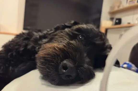 Lost: Black Cocker-Poodle in V...