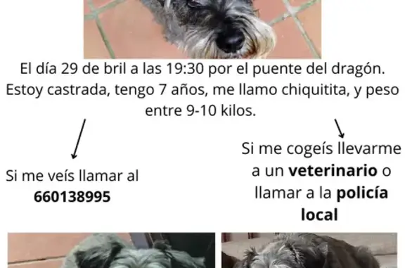 Schnauzer Gris Perdida en Alcalá de Guadaíra