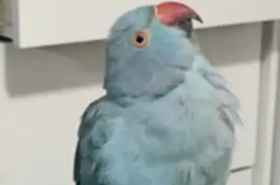 Lost Light Blue Bird at Fairfi...