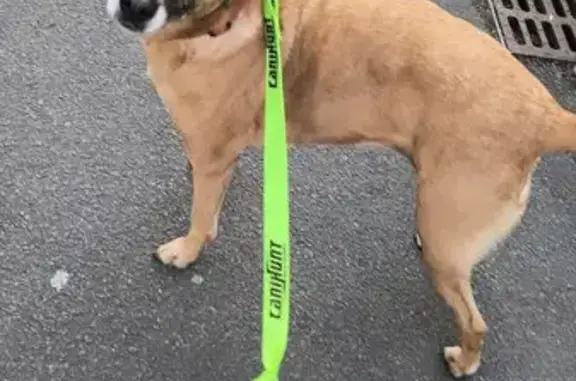 Chien croisé malinois perdu à Maisnil - photo