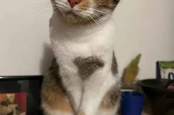 Chatte perdue à Bourg-en-Bresse - photo