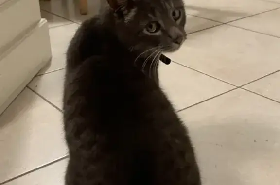Chat perdu, gris tigré, 9 ans, Malestroit - photo