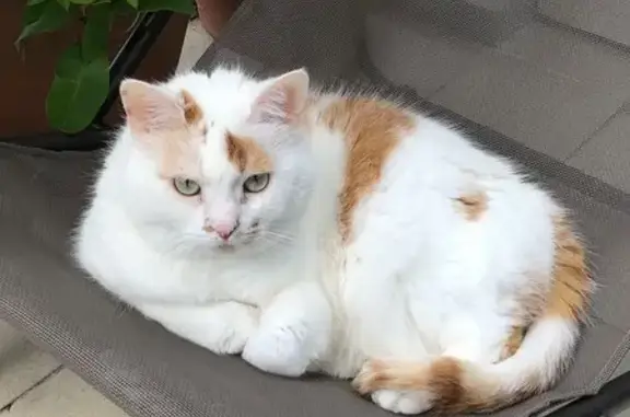 Chat perdu, Anglet, photo: Chatte perdue, blanche tachetée, Anglet
