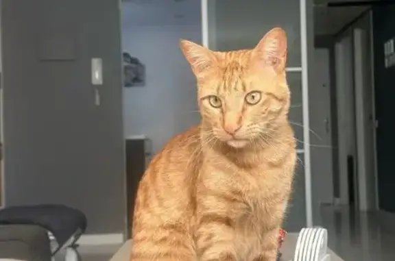 ¡Ayuda! Gato Timón Perdido en Ibiza