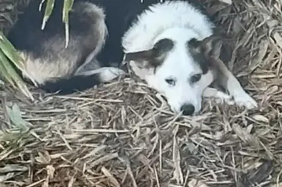 Lost Border Collie: Pink Colla...