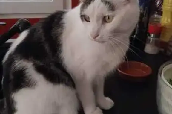 Chat perdu, Rue Samuel Champlain, Le Gua - photo