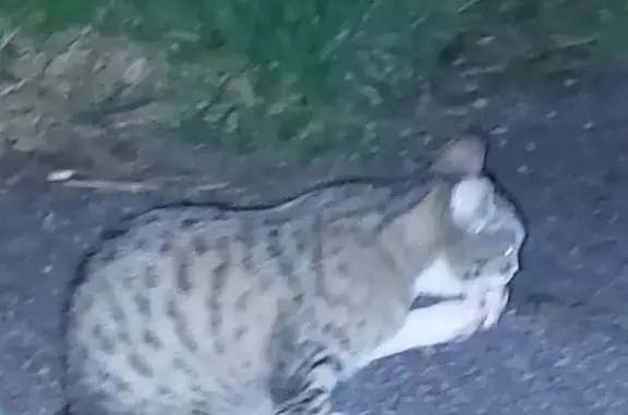 Chat trouvé Épinal, photo: Chat peureux trouvé Rue de Benaveau, Épinal