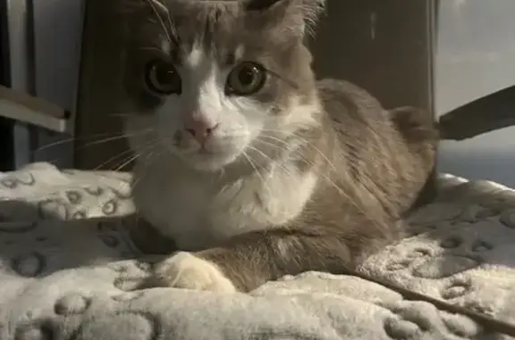 Chat perdu blanc/gris à Marignier - photo