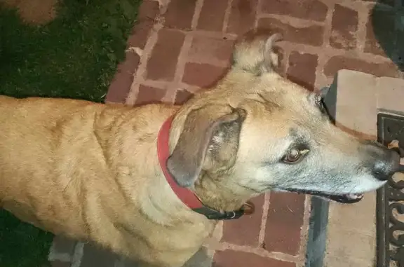 Chien trouvé : pelage marron, collier rouge - photo
