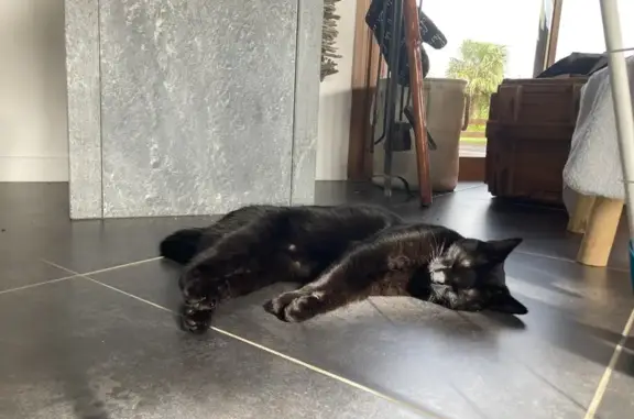 Chatte noire perdue à Mouilleron-le-Captif - photo