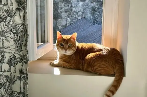 Chat perdu, Vallon-Pont-d'Arc, photo: Chat roux peureux perdu, appeler si vu