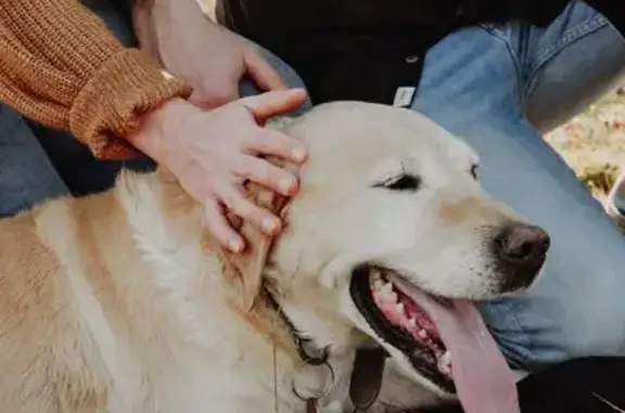 Chien perdu : Labrador beige 15 ans, Biron - photo