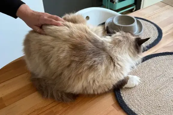 Chat retrouvé dans un jardin à Flins-sur-Seine - photo