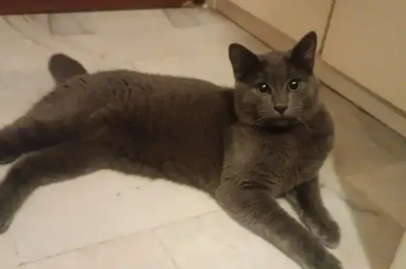 Animaux perdus Cagnes-sur-Mer, photo: Chat perdu à Cagnes-sur-Mer, queue tordue