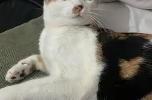 Gata Calico Perdida en Alcalá de Henares