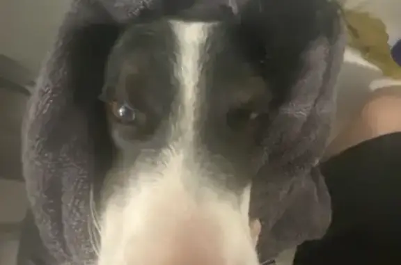 Lost Dog: Sweet Pup with Heart Marking