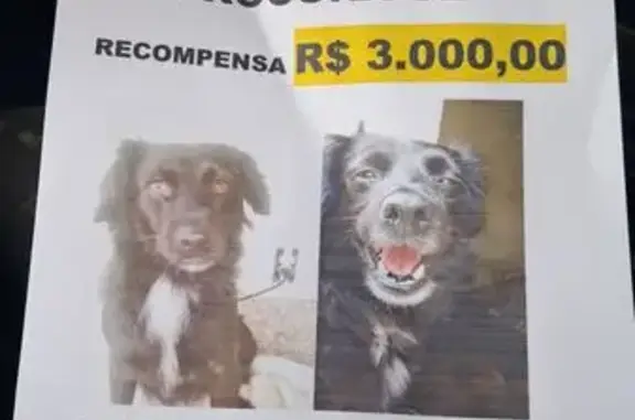 cachorro desaparecida