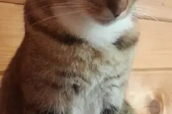 Animaux perdus La Jarne, photo: Chat tigré perdu, dynamique, La Jarne