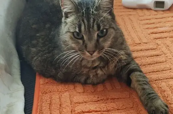 Chatte tigrée perdue, 13 ans, Gigean - photo
