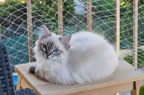 Animaux perdus Saint-Laurent-du-Var, photo: Chaton crème perdu à St-Laurent-du-Var