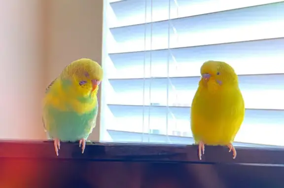 Lost Birds: Cloud & Mango Spotted Nearby!