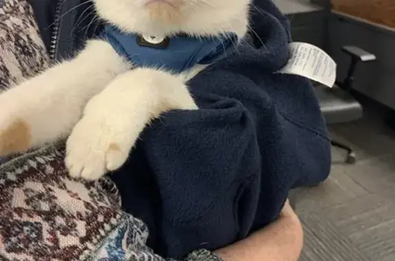 Found Cat: White/Tan, Blue Harness, Columbus