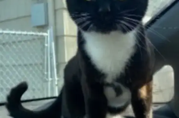 Lost Tuxedo Cat: Natasha in Lake Forest