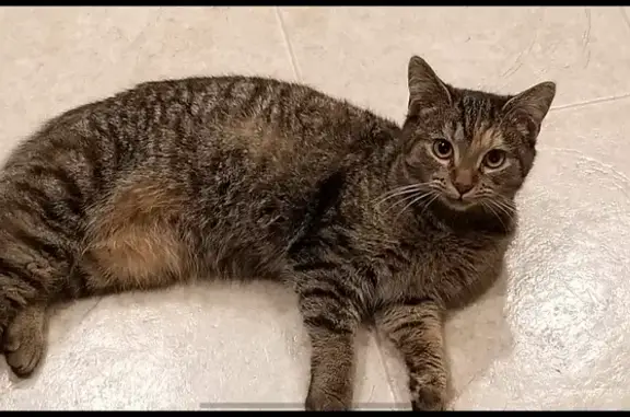 Lost Tabby: Stripes & Reddish Marks