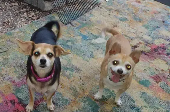Lost Chihuahua 'Cheesy' Spotted Near Gandy